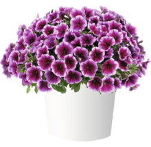 Pétunia en pot avec des fleurs violettes