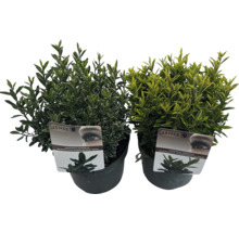 Deux fusains du Japon en pots