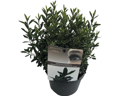 Fusain du Japon en pot