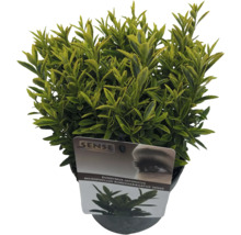 Fusain du Japon en pot