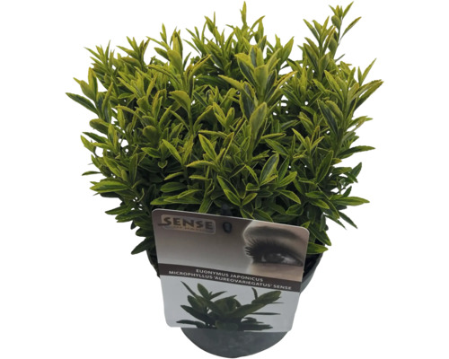 Fusain du Japon en pot