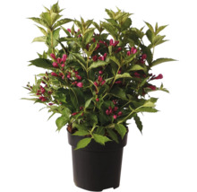 Weigelia fleurie en pot