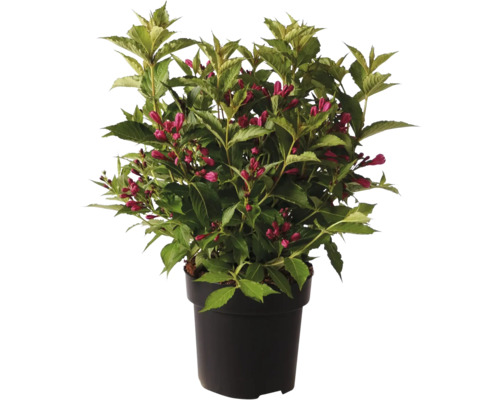 Weigelia fleurie en pot