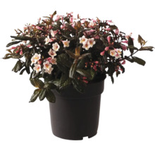 Arbuste en fleurs en pot avec des fleurs roses et blanches.