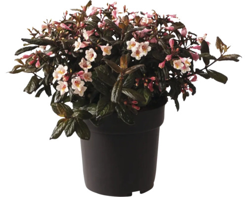 Arbuste en fleurs en pot avec des fleurs roses et blanches.