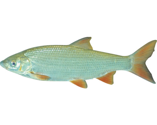 Un seul poisson chevesne