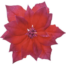 Fleur étoile de Noël pour décoration de Noël
