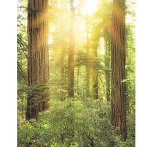 Fototapete Vlies SH019-VD2 Stefan Hefele Ed. 1 Reedwood 2-tlg. 200 x 250 cm