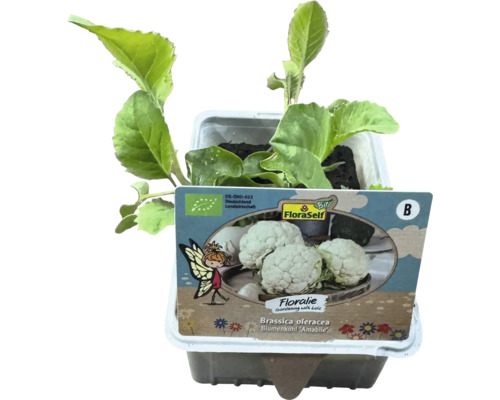 Plant de chou-fleur en pot avec le logo FloraSelf