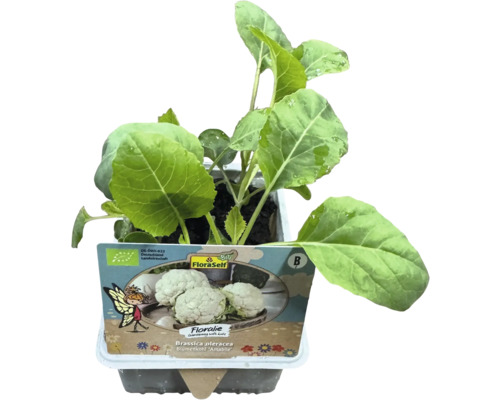 Plant de chou-fleur en pot avec le logo FloraSelf Bio