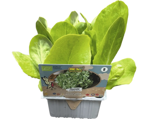 Kopfsalat im Anzuchttopf