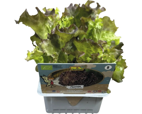 Lollo Rosso Salat von FloraSelf im Topf