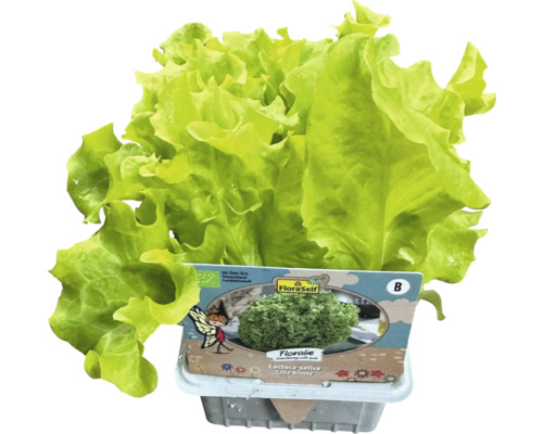 FloraSelf Laitue à couper Lollo Bionda en pot