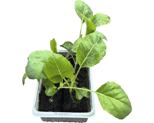 Plant de chou-rave en bac de culture