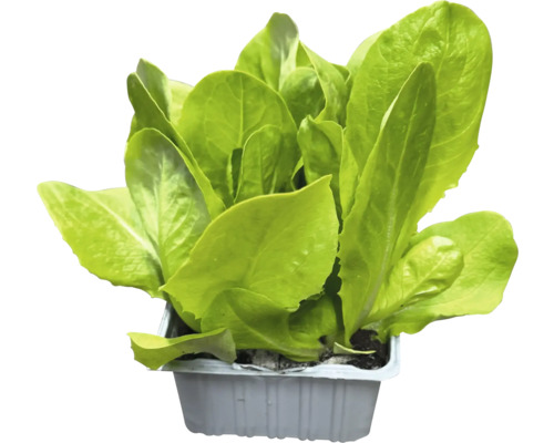 Kopfsalat in einem Topf