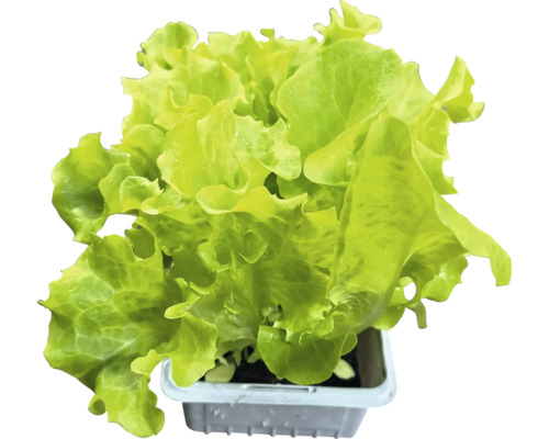 Laitue en pot
