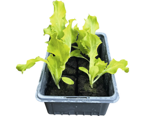 Jungpflanzen Salat in Anzuchtschale