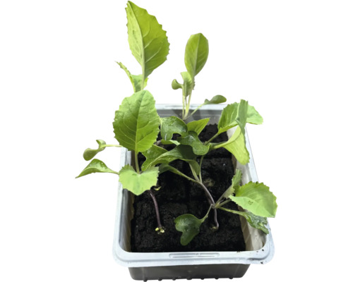 Plants de chou dans une barquette de culture