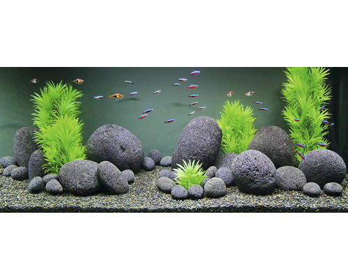 Aquarium avec décoration de pierres, de plantes et de poissons