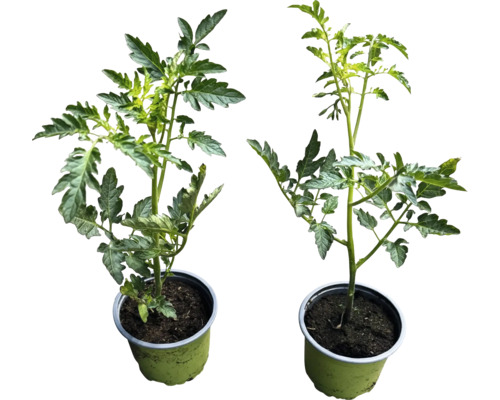 Zwei Tomatenpflanzen in Töpfen