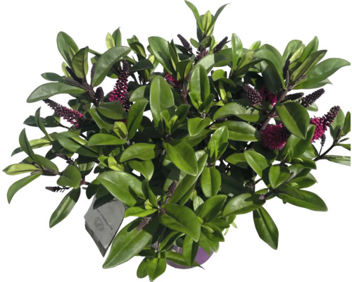 Hebe Andersonii en buisson avec feuilles et fleurs