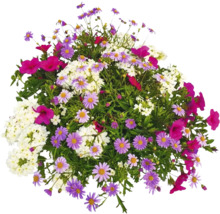 Composition florale avec des marguerites et autres fleurs