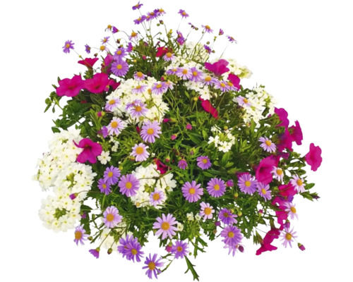Composition florale avec des marguerites et autres fleurs