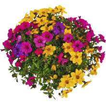 Arrangement floral avec diverses fleurs