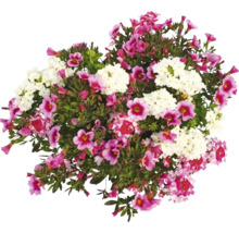 Arrangement floral avec des fleurs blanches et roses