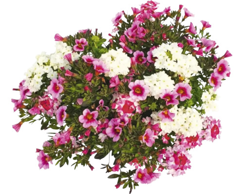 Arrangement floral avec des fleurs blanches et roses