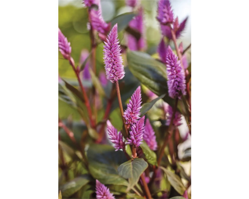 Gros plan d''une plante de Celosia avec ses inflorescences caractéristiques