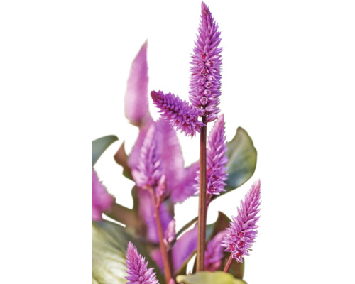 Plante amarante avec épis floraux dressés lilas.