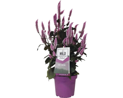Plante de Celosia dans un pot