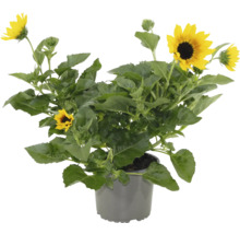 Tournesol en pot