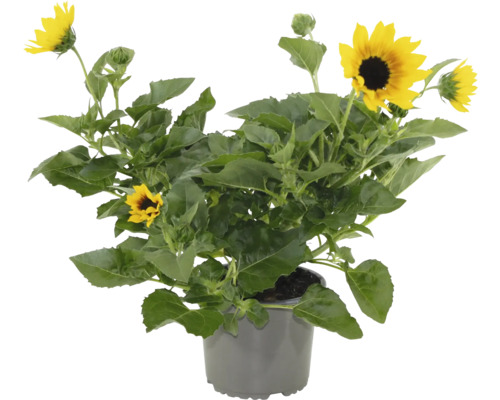 Tournesol nain FloraSelf Helianthus Brown Eyed Girl Ø 15 cm