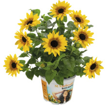 Tournesols en pot, variété Sunbelievable Brown Eyed Girl