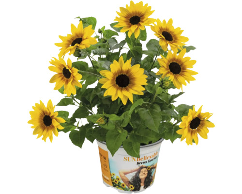 Tournesols en pot, variété Sunbelievable Brown Eyed Girl