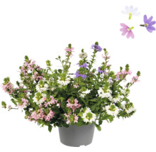 Plante de Scaevola fleurie en pot avec des fleurs roses, blanches et violettes