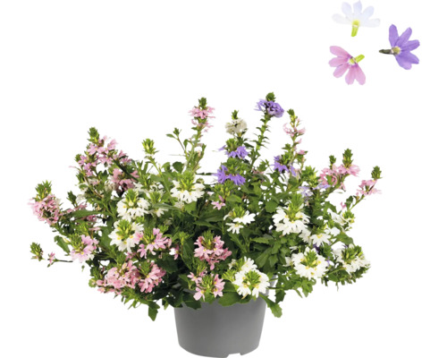 Plante de Scaevola fleurie en pot avec des fleurs roses, blanches et violettes