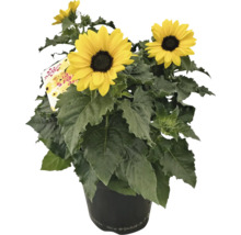 Sonnenblume im Topf