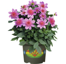 Pot avec fleurs de dahlias