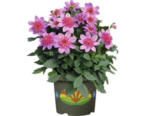 Pot avec fleurs de dahlias