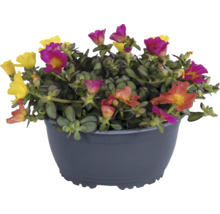 Pourpier à grandes fleurs en pot