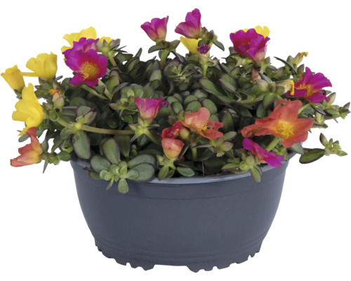 Pourpier à grandes fleurs en pot