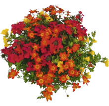 Arrangement floral avec des fleurs jaunes, rouges et oranges