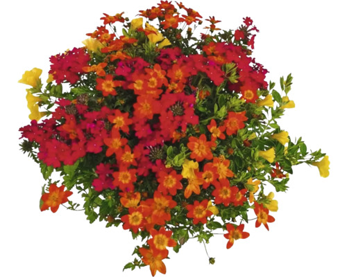 Arrangement floral avec des fleurs jaunes, rouges et oranges