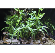 Scène avec différentes espèces de plantes
