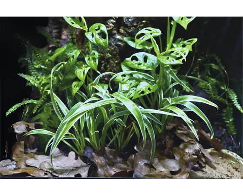 Szene mit verschiedenen Pflanzenarten