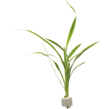 Plante aquatique verte pour aquariums