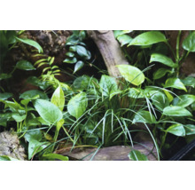 Gros plan sur une plantation de terrarium avec différentes espèces de plantes
